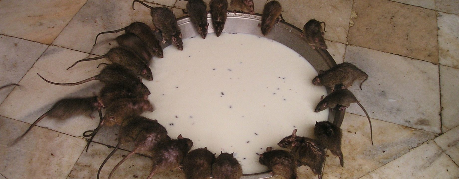 Patkany
