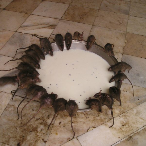 Patkany