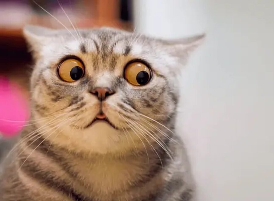 Skeptic surprised cat thinking dont 600nw 1905929728