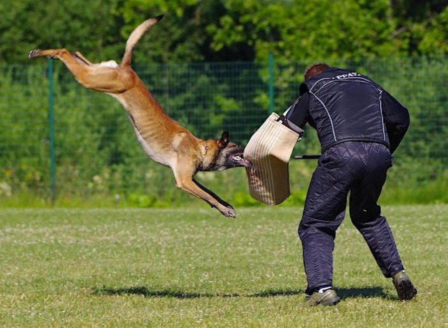 Belgian shepherd malinois 2882355 1280 750x515