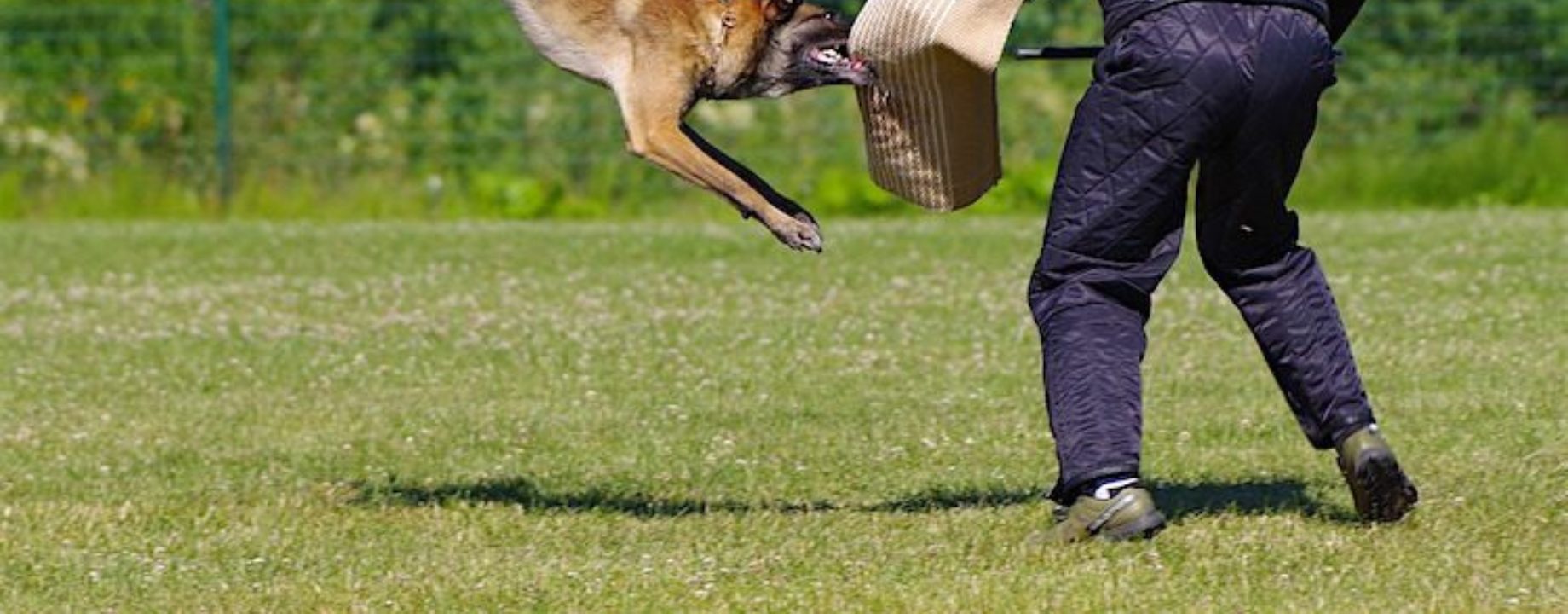 Belgian shepherd malinois 2882355 1280 750x515
