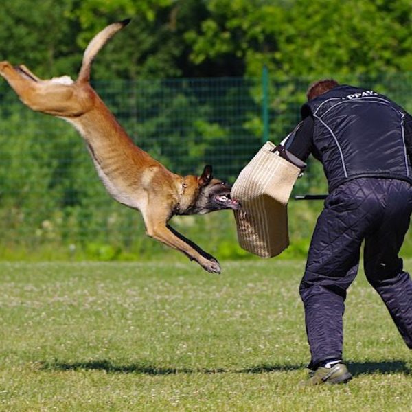 Belgian shepherd malinois 2882355 1280 750x515