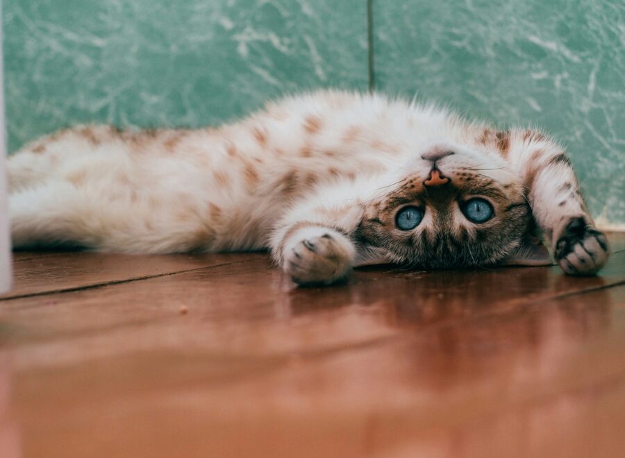 NYITÓKÉP daria shatova unsplash