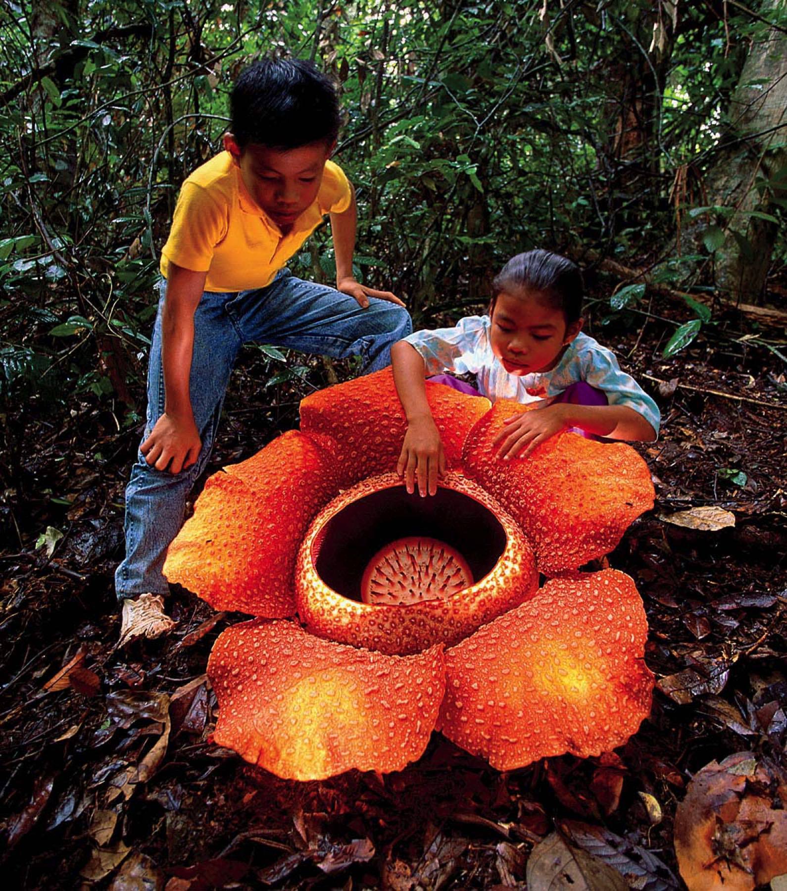 Rafflesia arnoldii harvardmagazine com