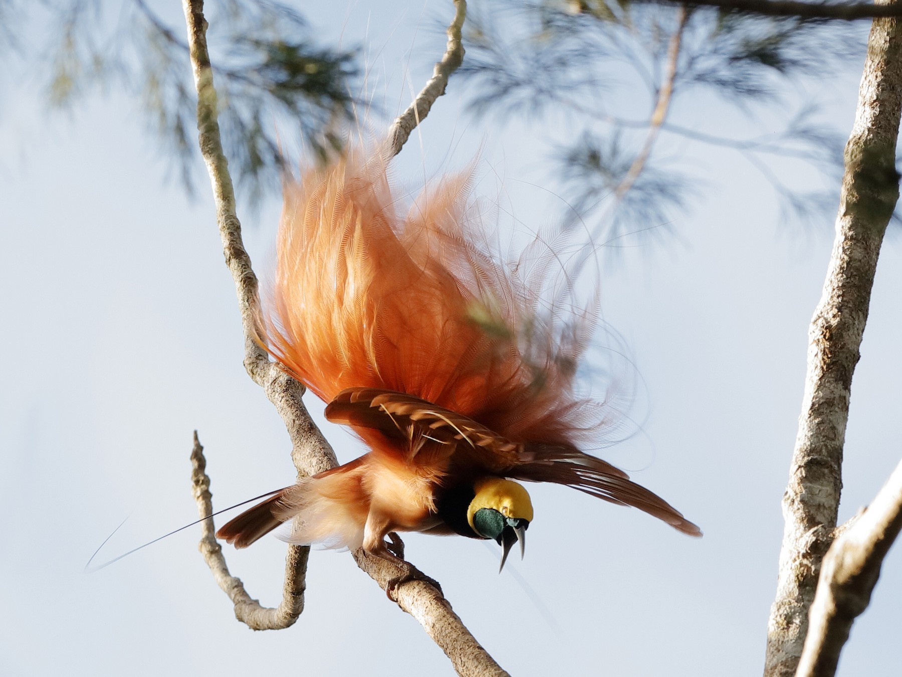 PARADICSOMMADÁR ebird org