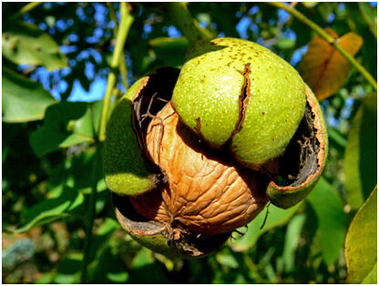 Kép forrása webbeteg