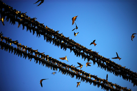 Kép forrása www infokiskunfelegyhaza hu