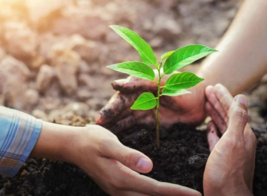 The best time to plant a tree 620x370