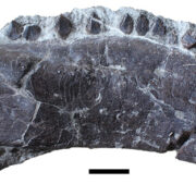 Hungarosaurus tormai jobb oldali állkapocscsontja