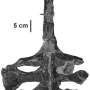 Hungarosaurus tormai keresztcsigolyája Kép forrása magyardinoszaurusz hu