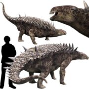 Kép forrása dinosaurpictures org