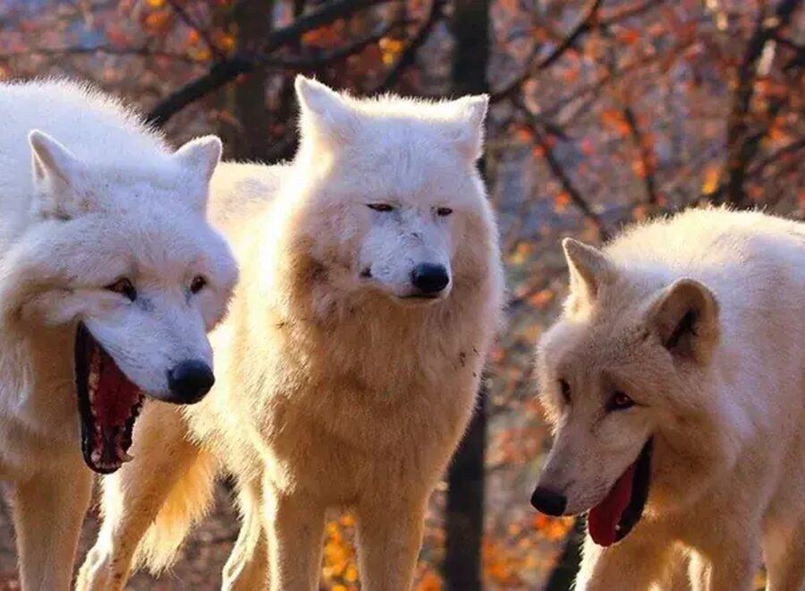 3 wolves meme template v0 cwzy974ix3951