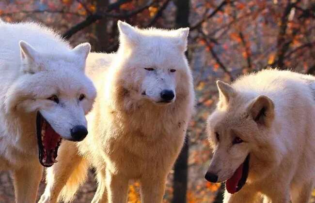 3 wolves meme template v0 cwzy974ix3951