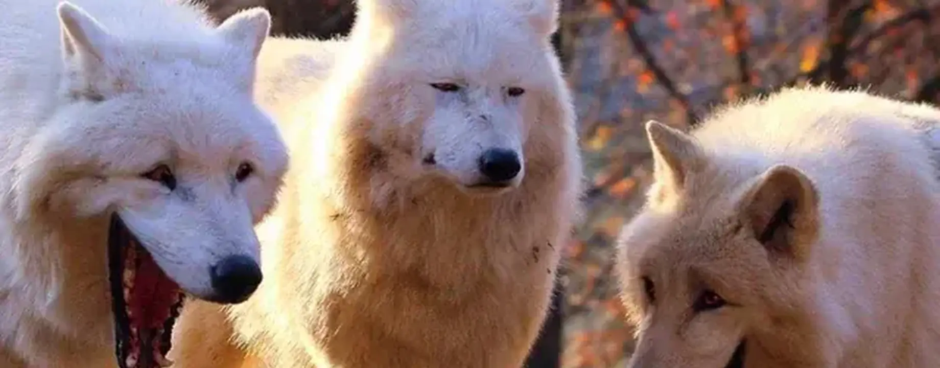 3 wolves meme template v0 cwzy974ix3951