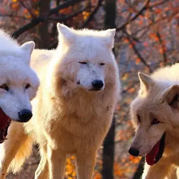 3 wolves meme template v0 cwzy974ix3951