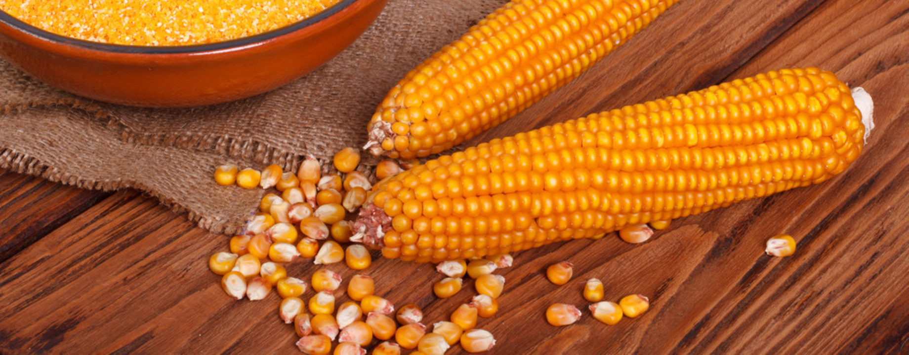Stock photo corn groats in a bowl whole grain and cob on a wooden table