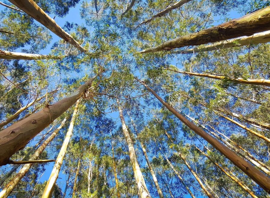 Ekaterinvor eucalyptus 2734066 1920