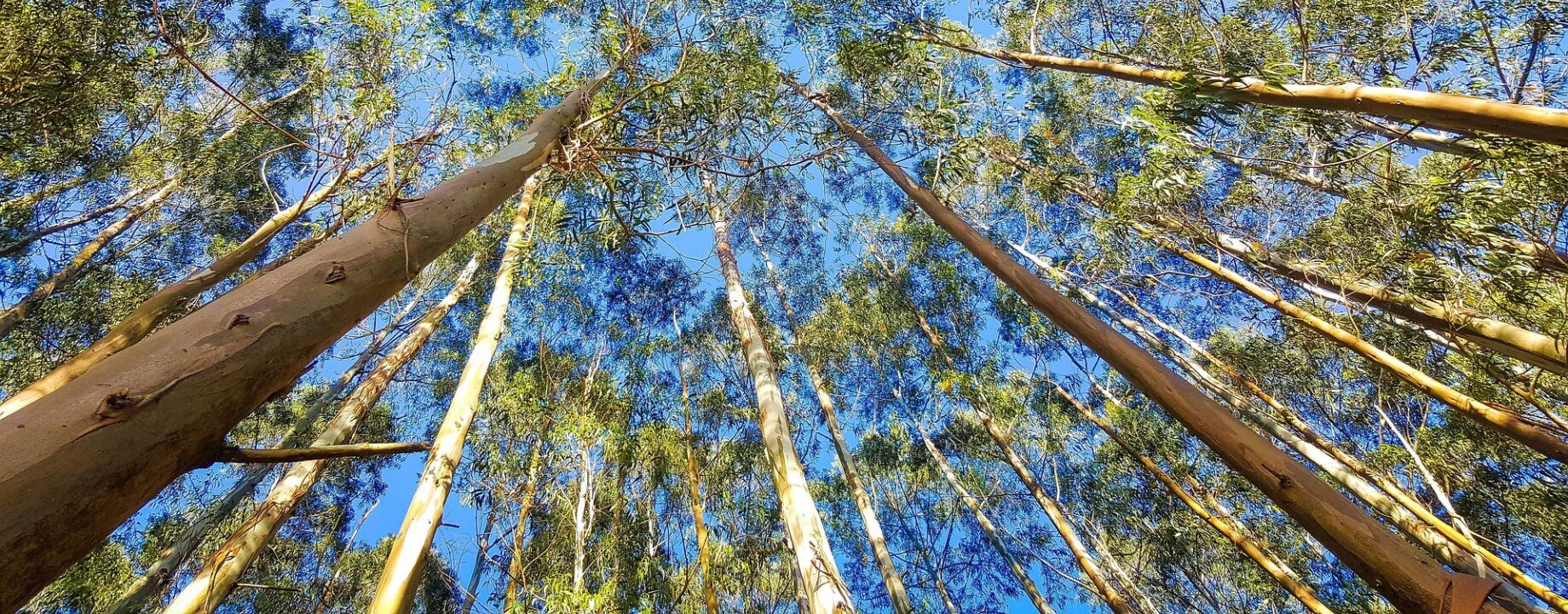 Ekaterinvor eucalyptus 2734066 1920