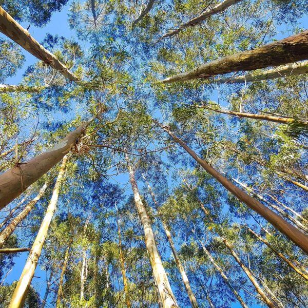 Ekaterinvor eucalyptus 2734066 1920
