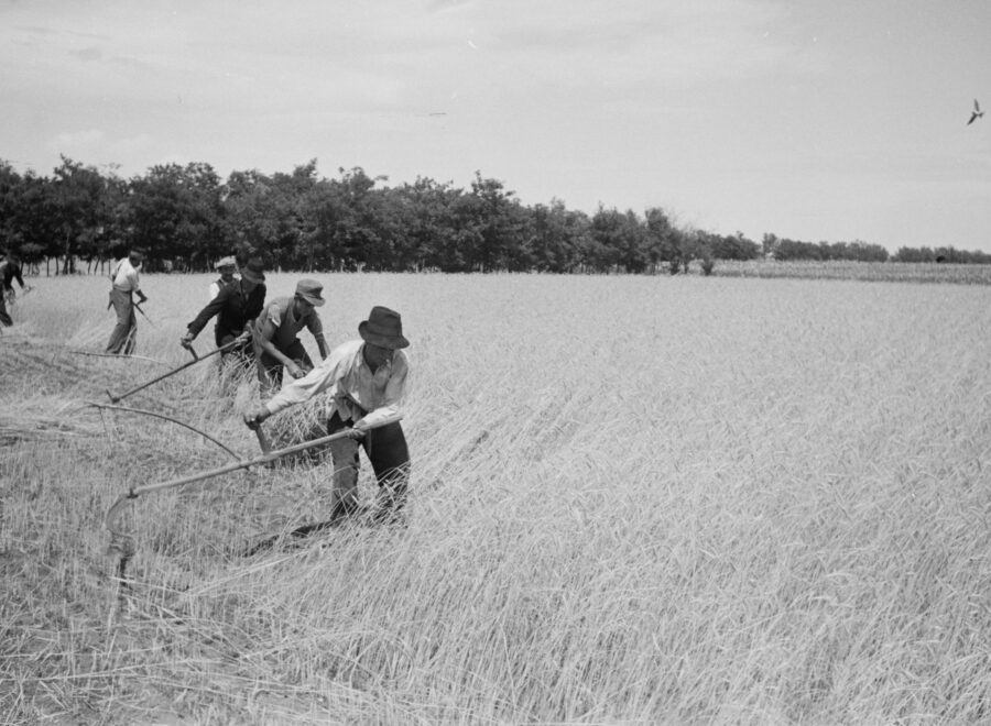 Kézi aratás 1949 ben Kép forrása Fortepan Kovács Márton Ernő