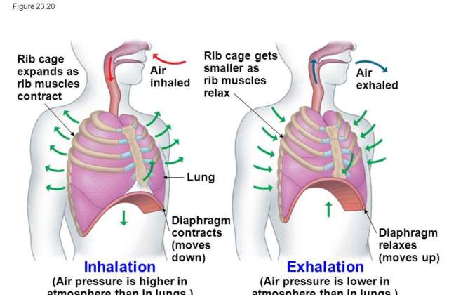 Inhalation Exhalation
