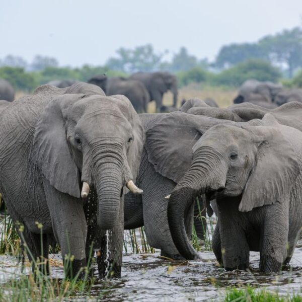 Elefantok