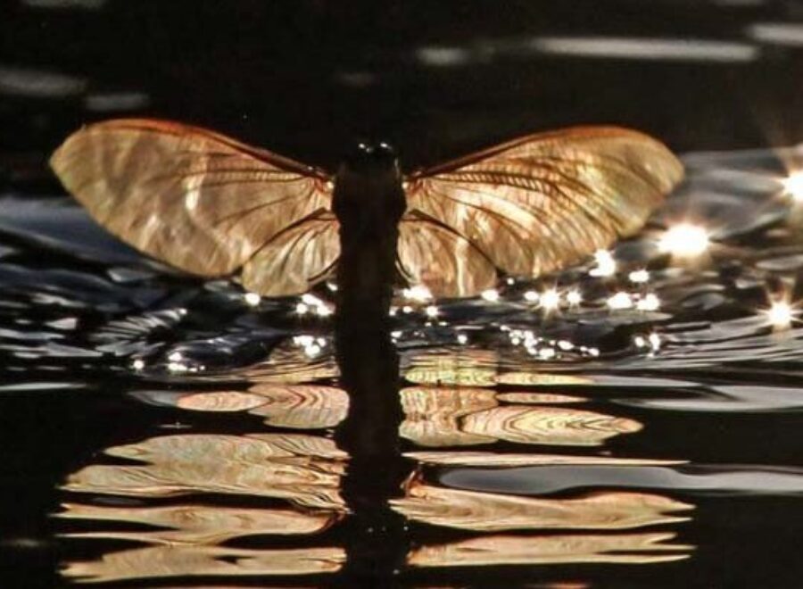 Tiszaviragzas1 700x400
