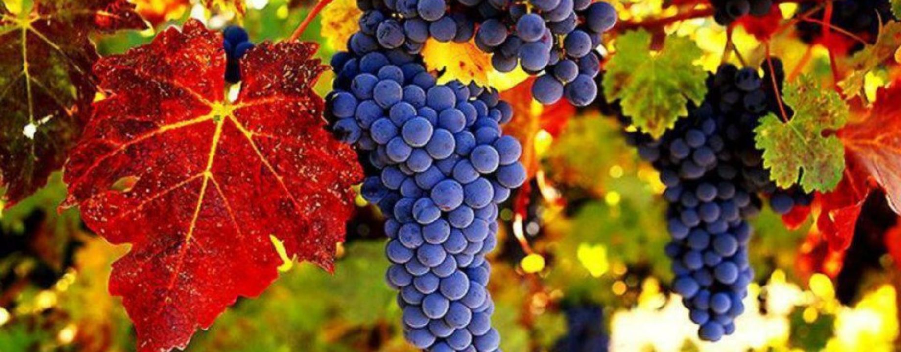 Savanyú a szőlő