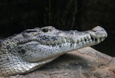 Neuguinea krokodil 0272