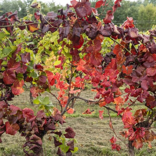 6ddc016b7bec45f09129c29df845f655