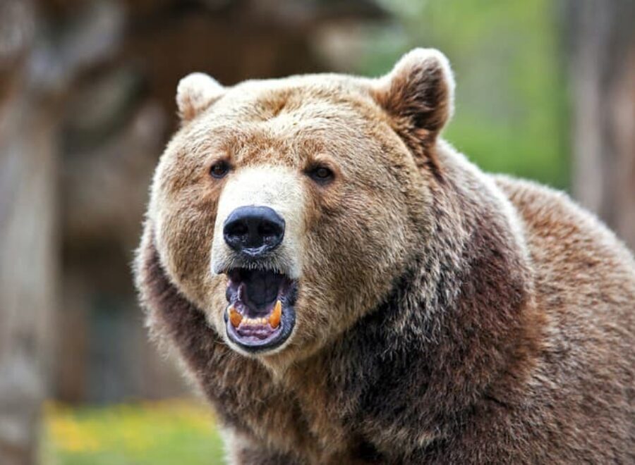 Smrt problemy tragedia vrazda utok medved hnedy dusan liptovska luzna