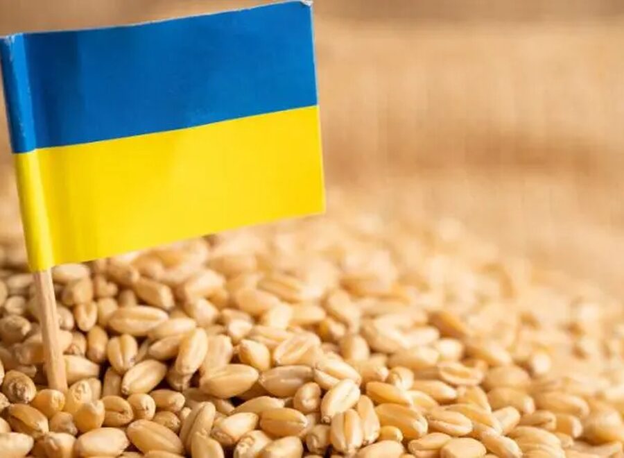Ukrán gabona