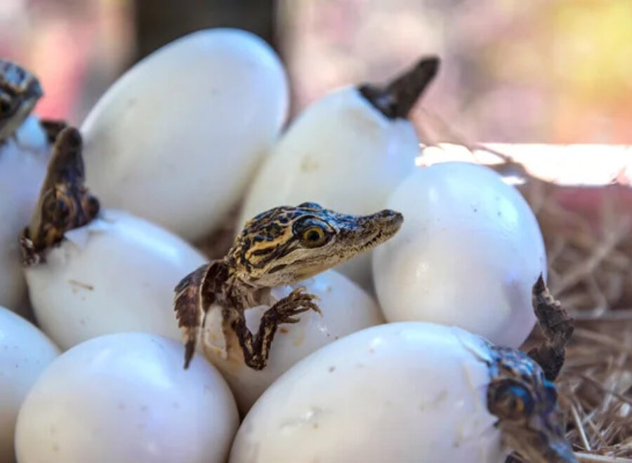 Depositphotos 83142944 stock photo stuff of little baby crocodiles