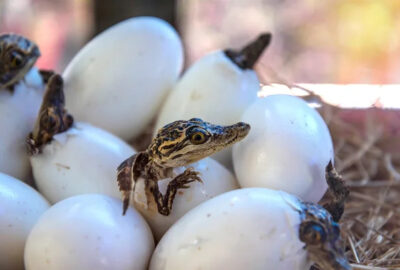 Depositphotos 83142944 stock photo stuff of little baby crocodiles