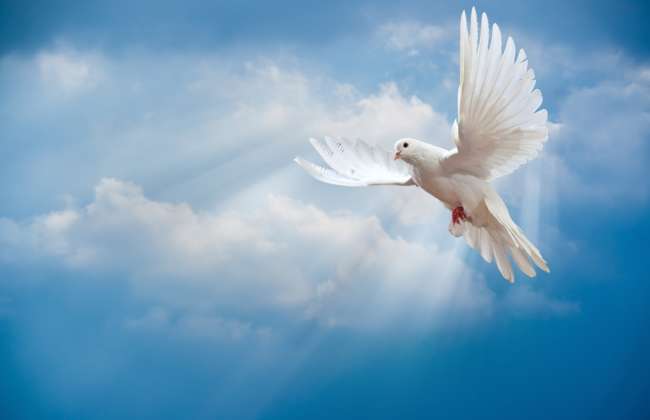 Dove peace sky pigeon white 2204