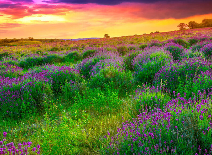 Tihany levendulas1 1080x630