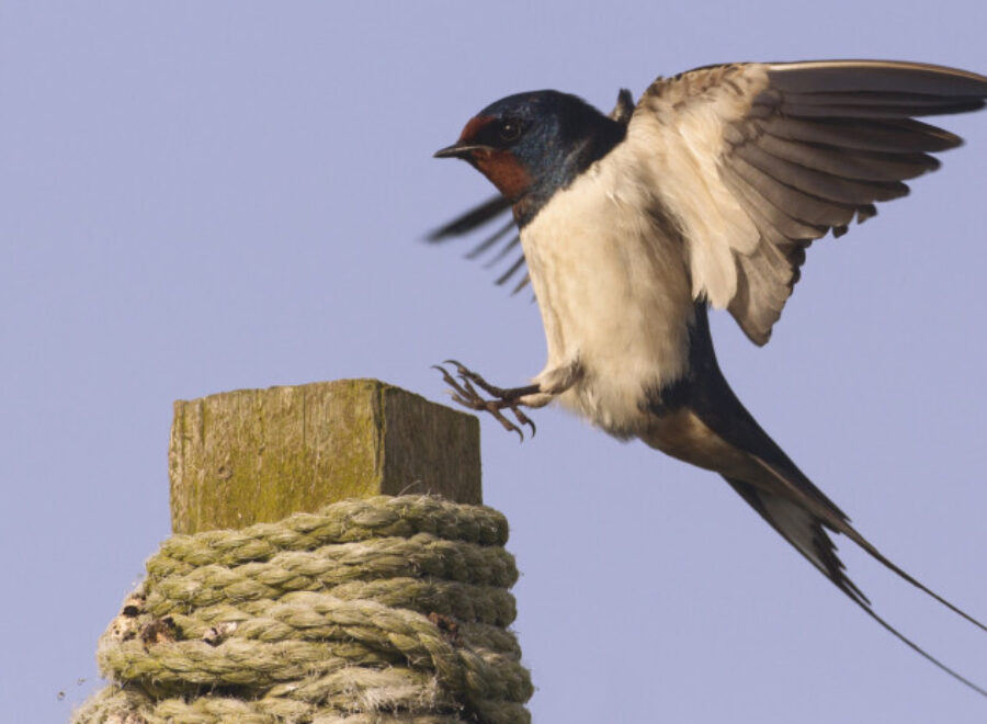 1704978626 Fj Og J Knw X md