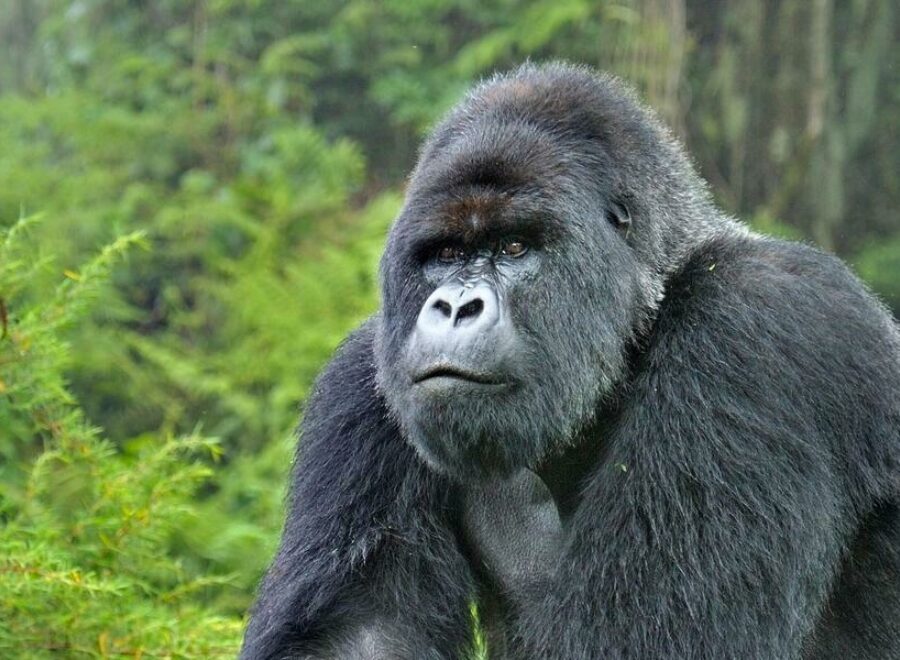 5zoaj3l0f Mountain Gorilla Silverback WW22557