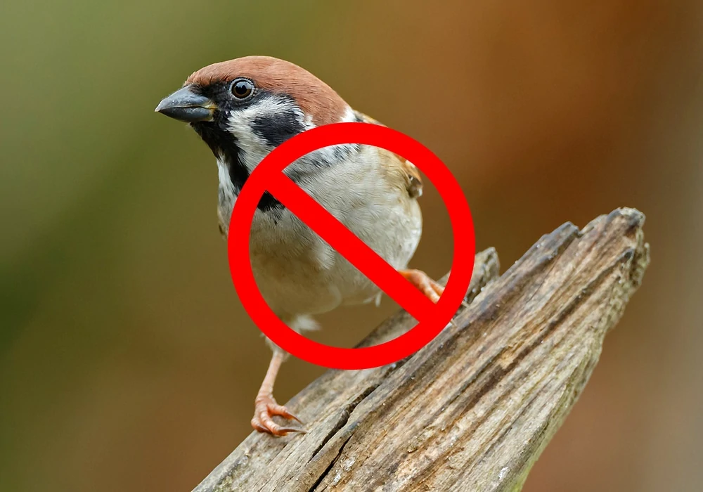 Sparrow1
