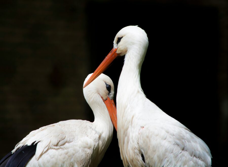 Nyitókép rodrigo rodriguez unsplash