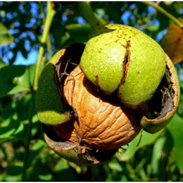 Kép forrása webbeteg