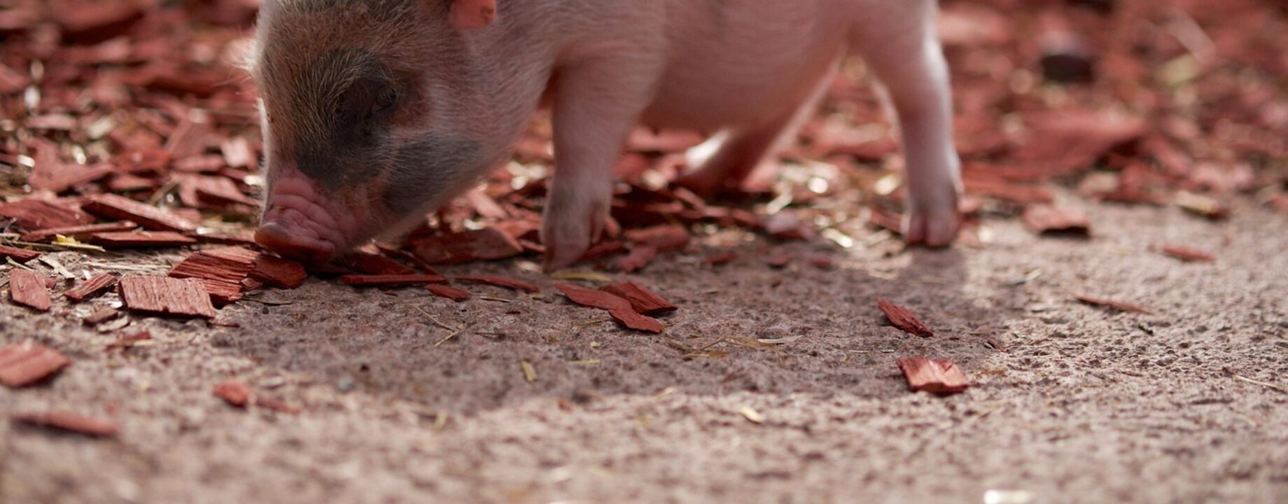 Pig 1155658 1280