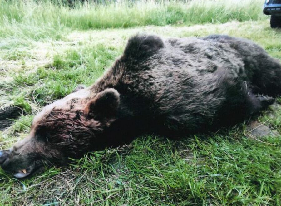 Medved ocova clanok W