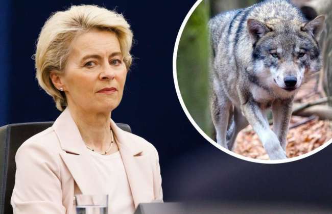 30438900 nach dem tod ihres ponys dolly von der leyen laesst eu wolfs recht pruefen 2sgod Neyr Bfe