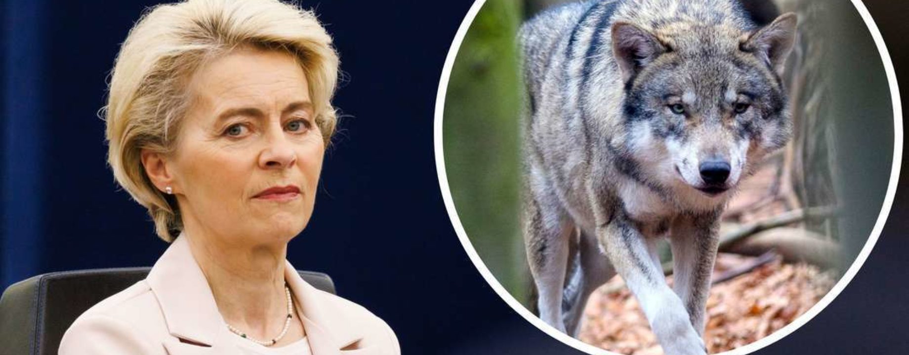 30438900 nach dem tod ihres ponys dolly von der leyen laesst eu wolfs recht pruefen 2sgod Neyr Bfe