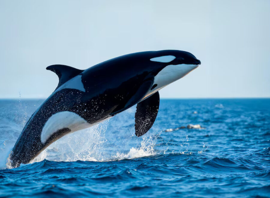 Close up wild animal nature 23 2151853163